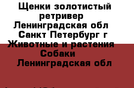 Щенки золотистый ретривер - Ленинградская обл., Санкт-Петербург г. Животные и растения » Собаки   . Ленинградская обл.